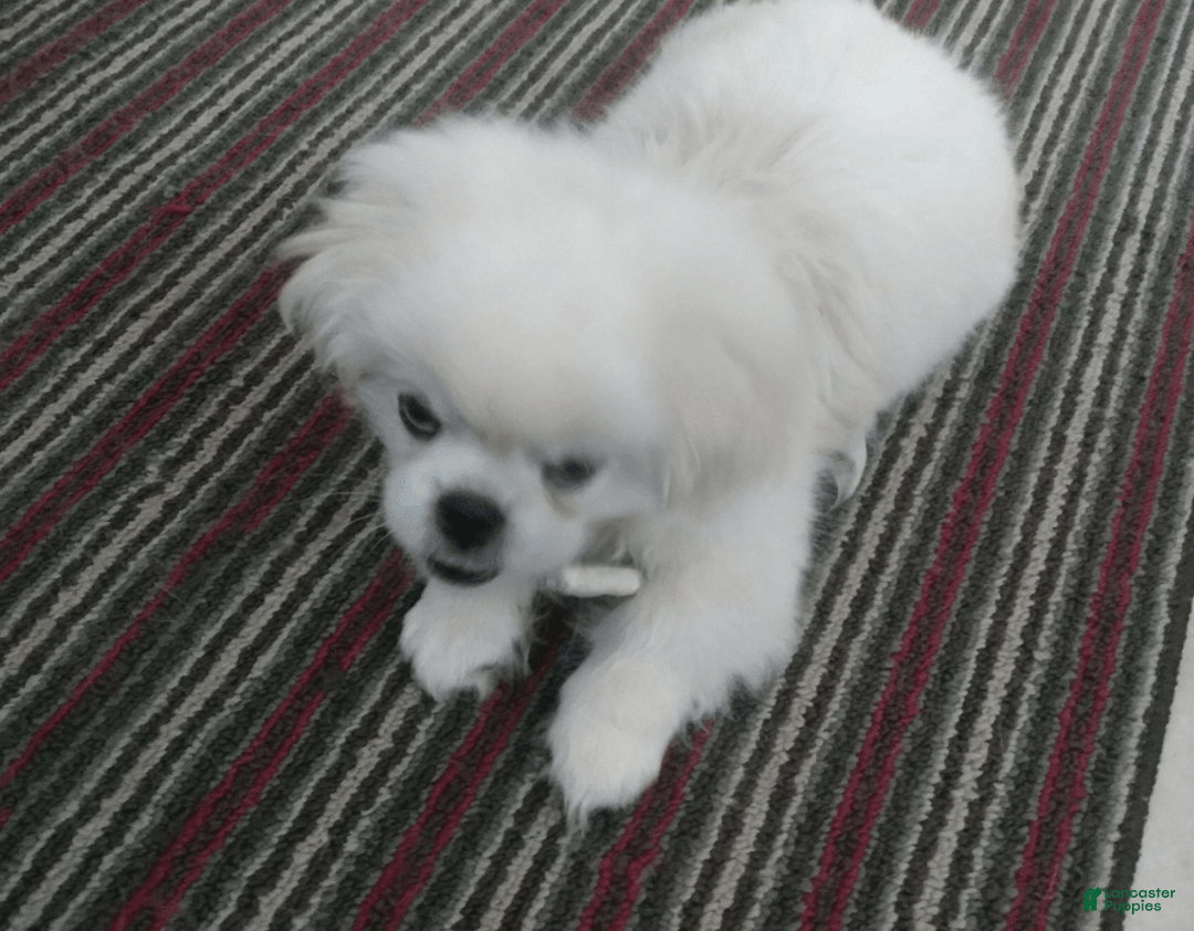Pekingese dogs for sale: Aspen - Image 7