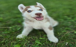Siberian Husky dogs for sale: Ash - Image 4