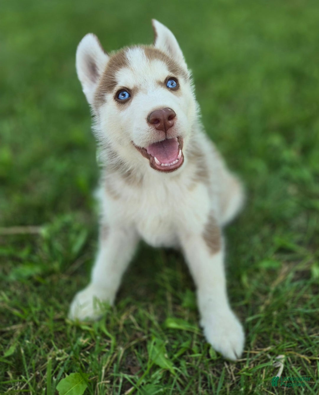 Siberian Husky dogs for sale: Ash - Image 4