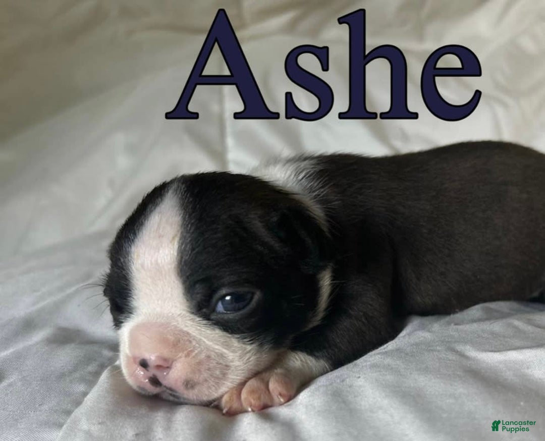 Boston Terrier dogs for sale: Ashe - Image 8