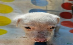 Border Collie dogs for sale: Hissy - Image 3