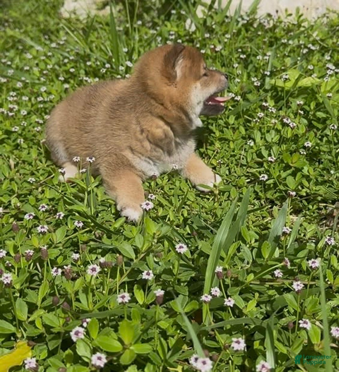 Shiba Inu dogs for sale: Ryo - Image 2