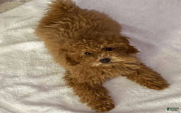 Maltipoo dogs for sale: Apple - Image 1