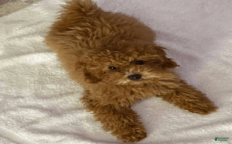 Maltipoo dogs for sale - Ad 1