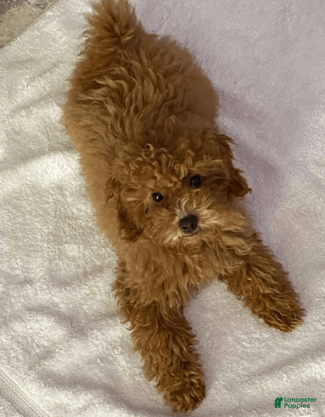 Maltipoo dogs for sale: Apple - Image 1