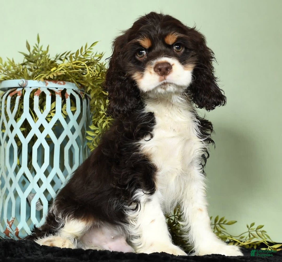 Cocker Spaniel dogs for sale: Gumbo - Image 8