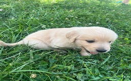 Golden Retriever dogs for sale: Grey - Image 1