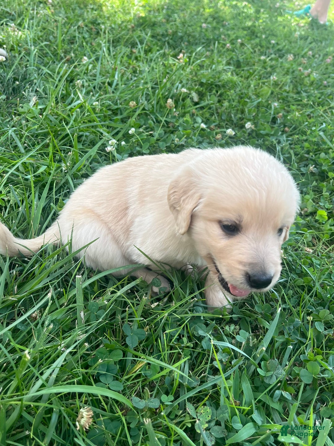 Golden Retriever dogs for sale: Grey - Image 1