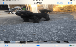 Shih Tzu dogs for sale: Nina - Image 3