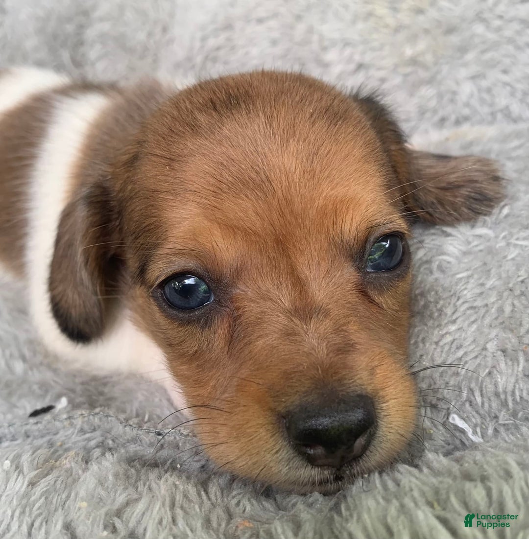 Miniature Dachshund dogs for sale: Baby Cooper - Image 2