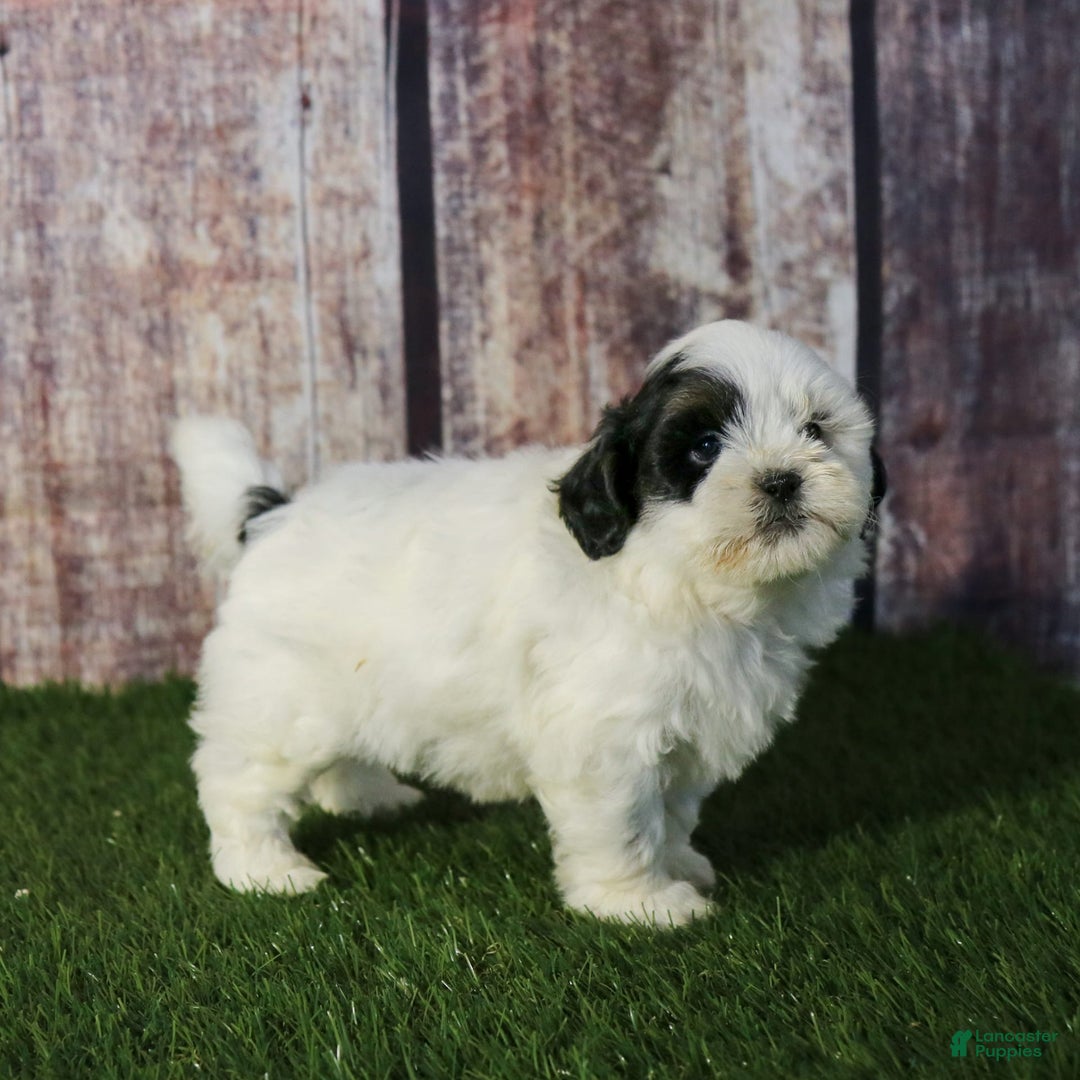 Shihpoo dogs for sale: Benny - Image 16