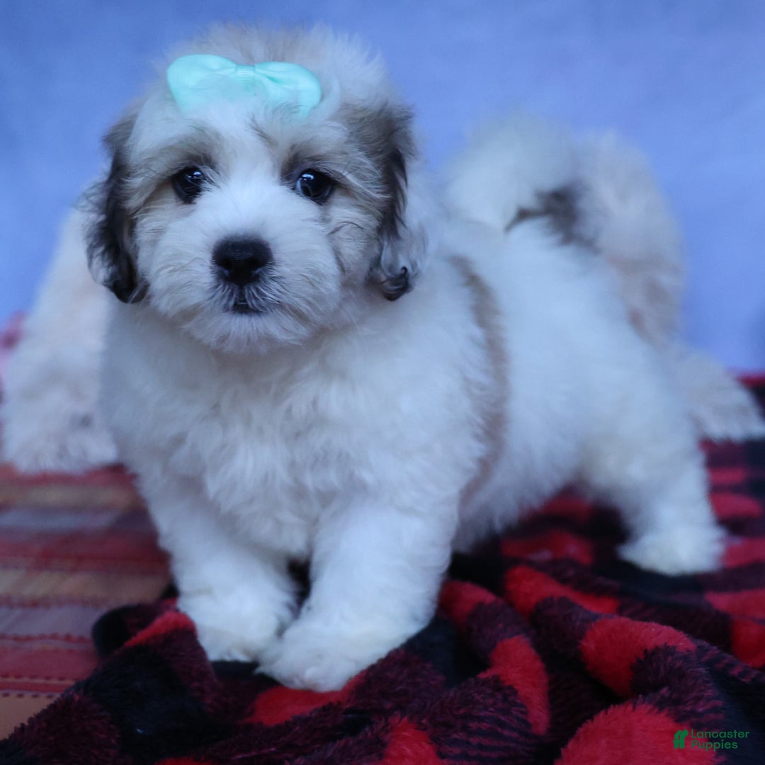 Shihpoo dogs for sale: Hank - Image 2