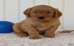 Golden Retriever dogs for sale: Parker - Image 8