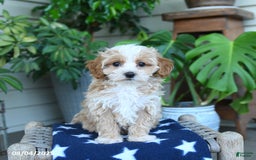 Maltipoo dogs for sale: Carrie - Image 5