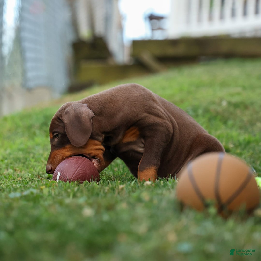 Doberman Pinscher dogs for sale: Doberman Pinscher 3 puppies - Image 14