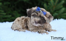 Havapoo dogs for sale: Havapoo 6 puppies - Image 14