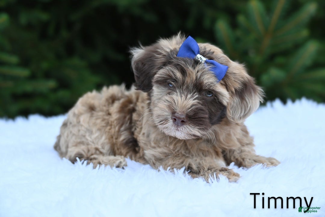 Havapoo dogs for sale: Havapoo 6 puppies - Image 14
