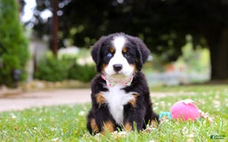 Bernese Mountain Dog dogs for sale: Blue Sky - Image 7
