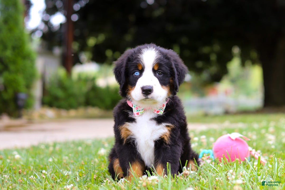 Bernese Mountain Dog dogs for sale: Blue Sky - Image 7