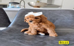 Mini Goldendoodle dogs for sale: Petite Belle - Image 16