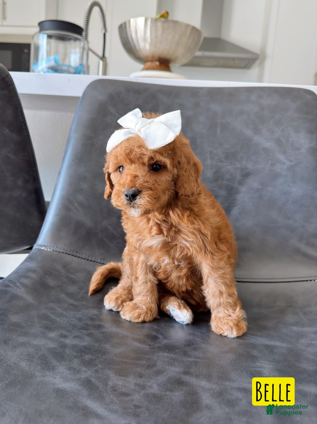 Mini Goldendoodle dogs for sale: Petite Belle - Image 16