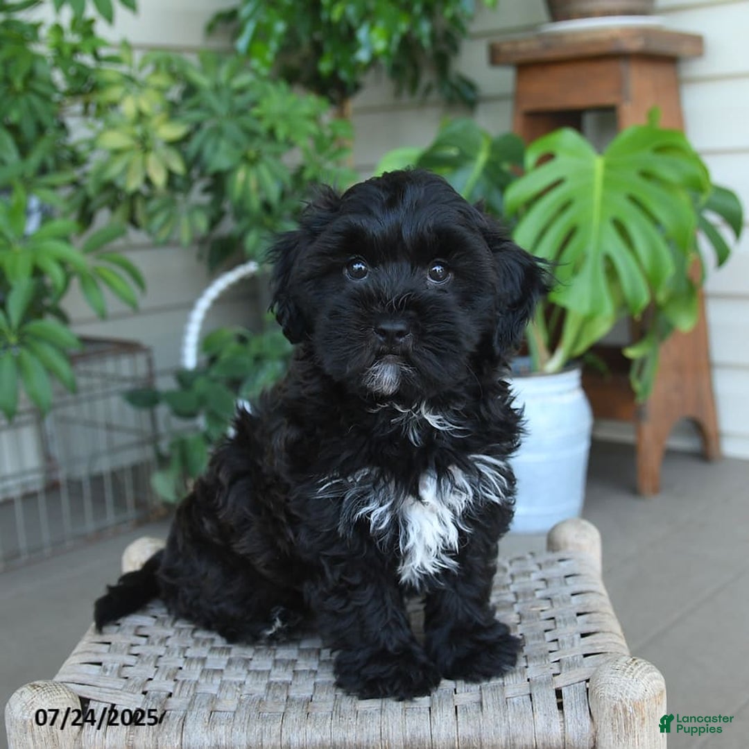 Shihpoo dogs for sale: Caleb - Image 7