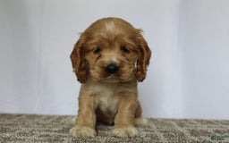 Cocker Spaniel dogs for sale: Sage - Image 7