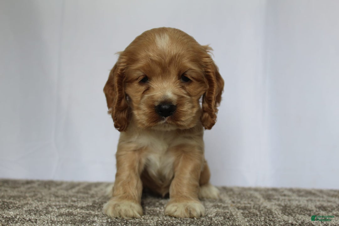 Cocker Spaniel dogs for sale: Sage - Image 7