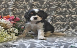 Cavapoo dogs for sale: Bailey - Image 2