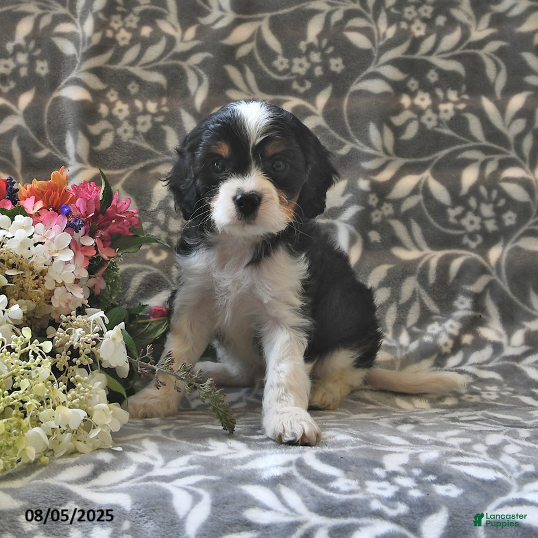 Cavapoo dogs for sale: Bailey - Image 2