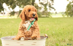 Mini Goldendoodle dogs for sale: Thunder - Image 3
