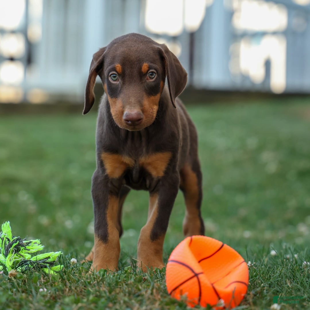 Doberman Pinscher dogs for sale: Domino - Image 12