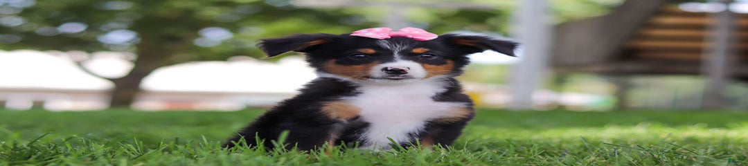 Lucy