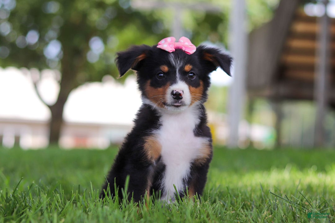 Mini Bernedoodle dogs for sale: Lucy - Image 1