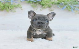 French Bulldog dogs for sale: Zander - Image 4