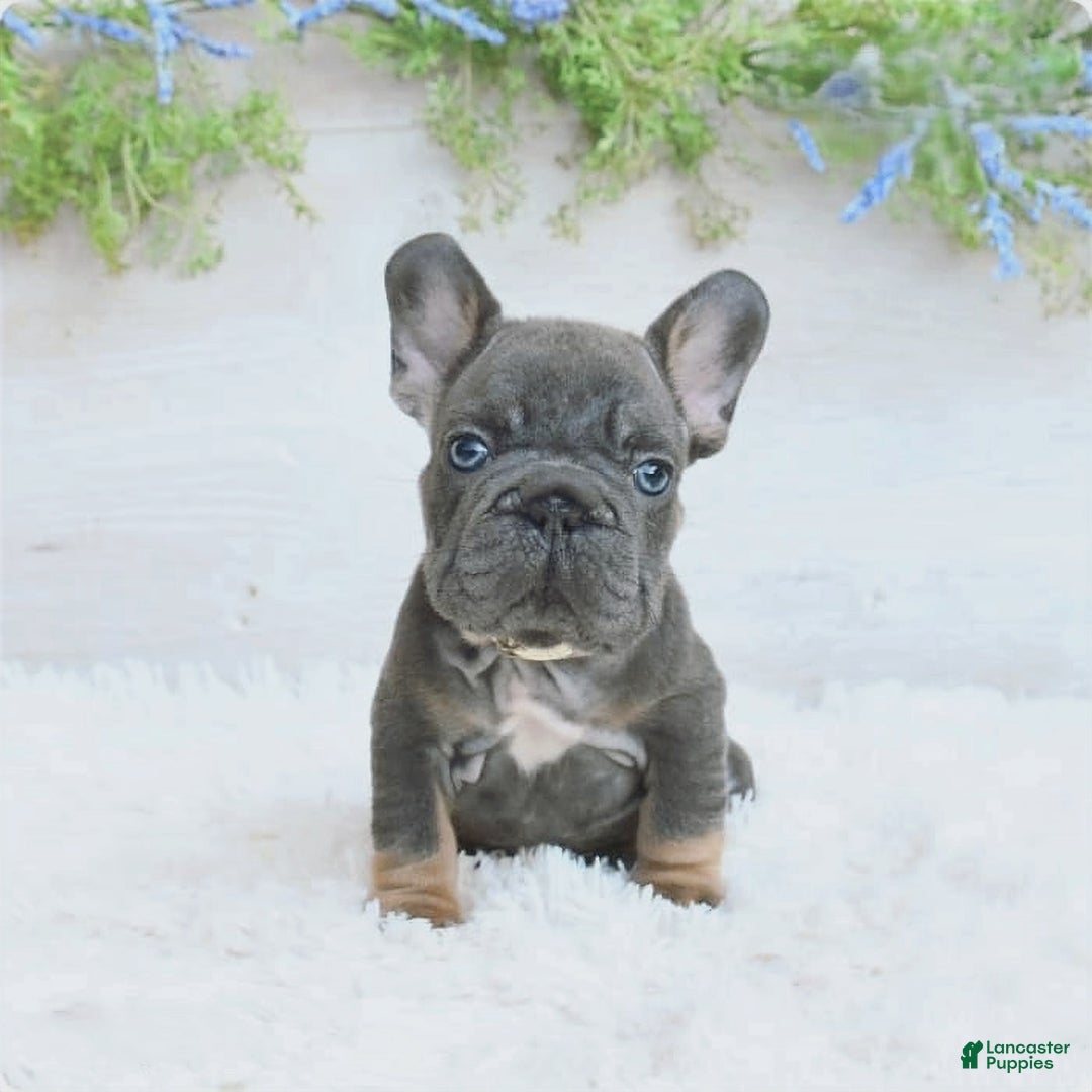 French Bulldog dogs for sale: Zander - Image 4