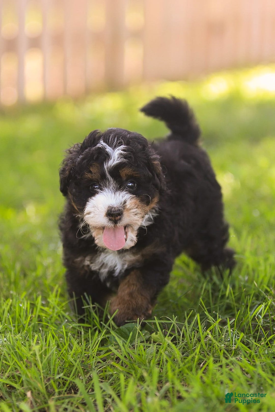 Mini Bernedoodle dogs for sale: Mia - Image 5