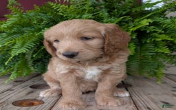 Goldendoodle dogs for sale: Lolly - Image 24