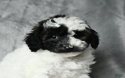 Toy Poodle dogs for sale: Checkers - Image 2