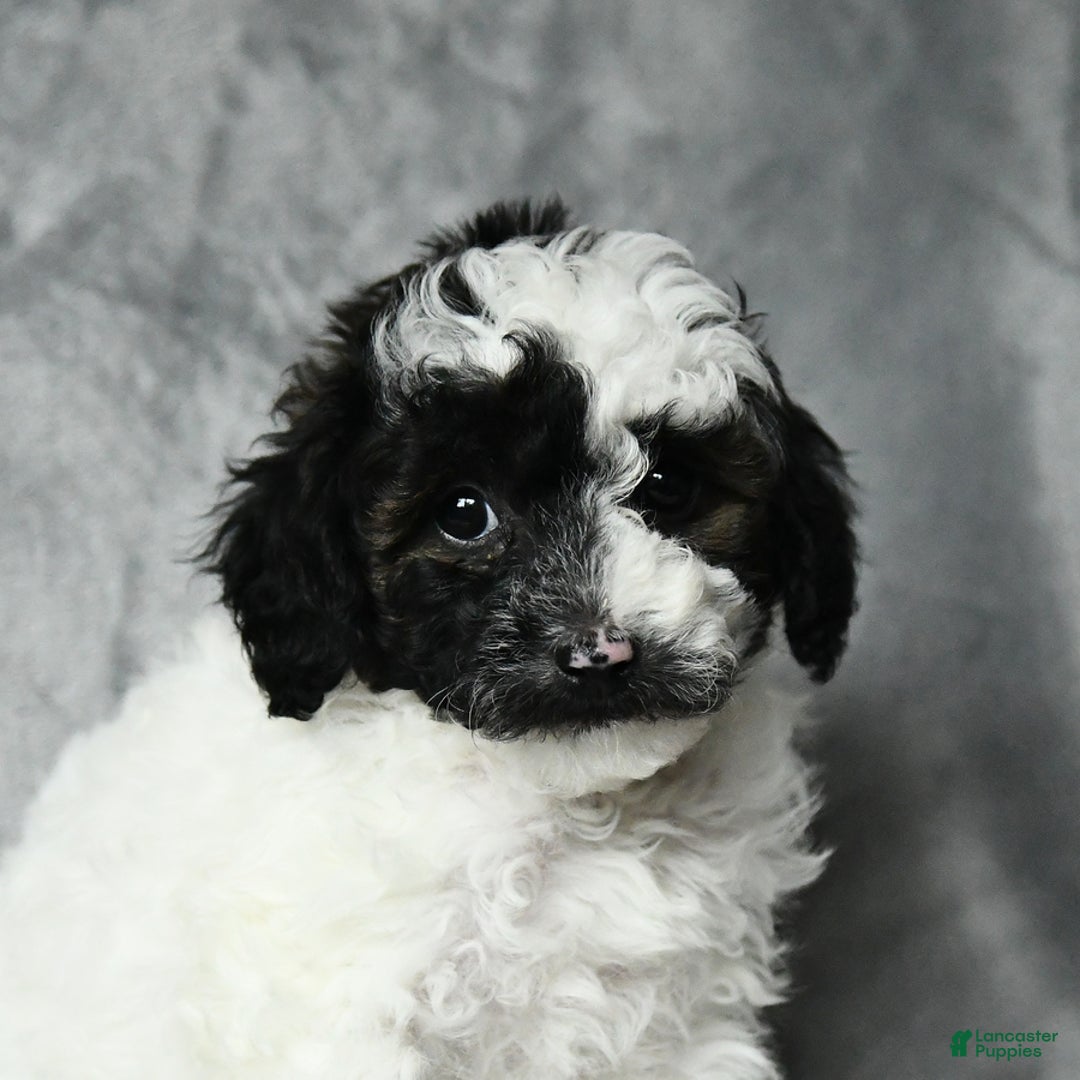 Toy Poodle dogs for sale: Checkers - Image 2