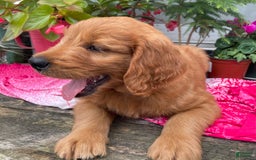 Goldendoodle dogs for sale: Andy - Image 14