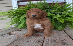 Goldendoodle dogs for sale: Teddy - Image 6