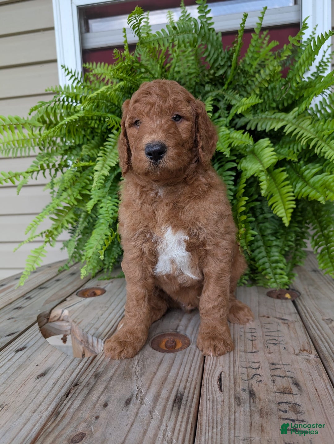 Goldendoodle dogs for sale: Teddy - Image 6