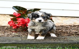 Mini Bernedoodle dogs for sale: Chili - Image 4