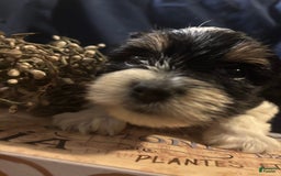 Biewer Terrier dogs for sale: Felix - Image 1