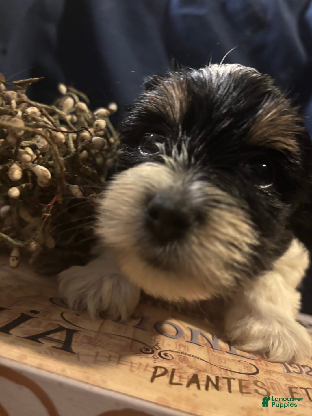 Biewer Terrier dogs for sale: Felix - Image 1