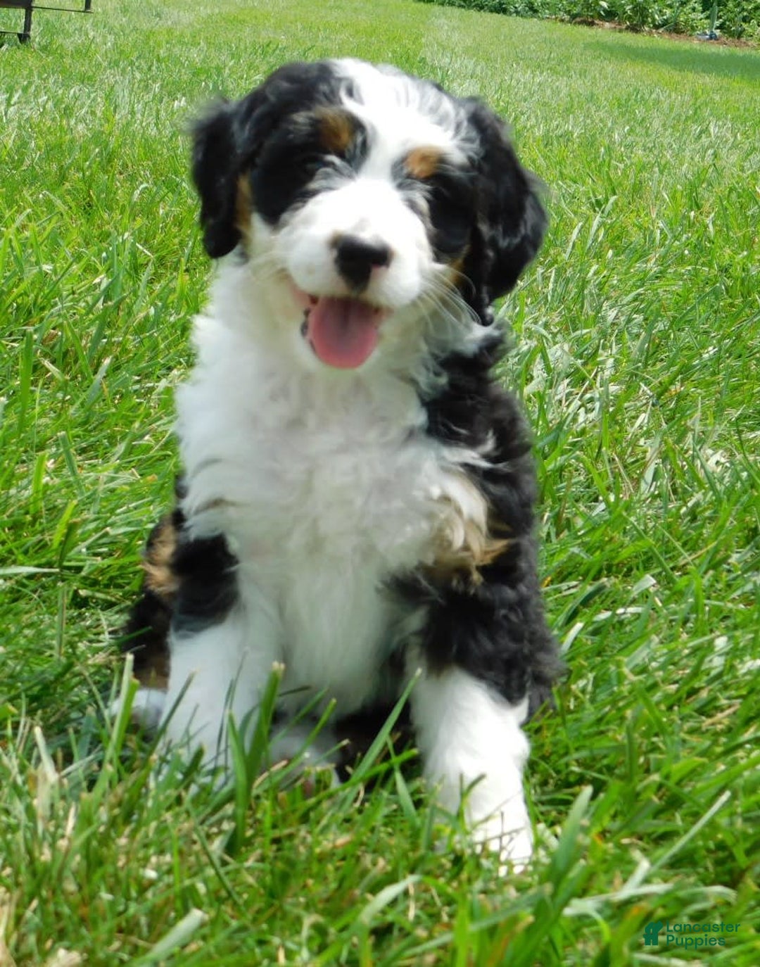 Mini Bernedoodle dogs for sale: Daisy - Image 2