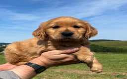 Golden Retriever dogs for sale: Pumpkin - Image 7