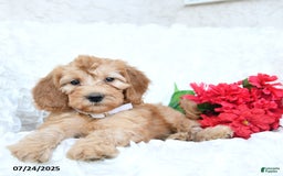 Mini Goldendoodle dogs for sale: Sarah - Image 4