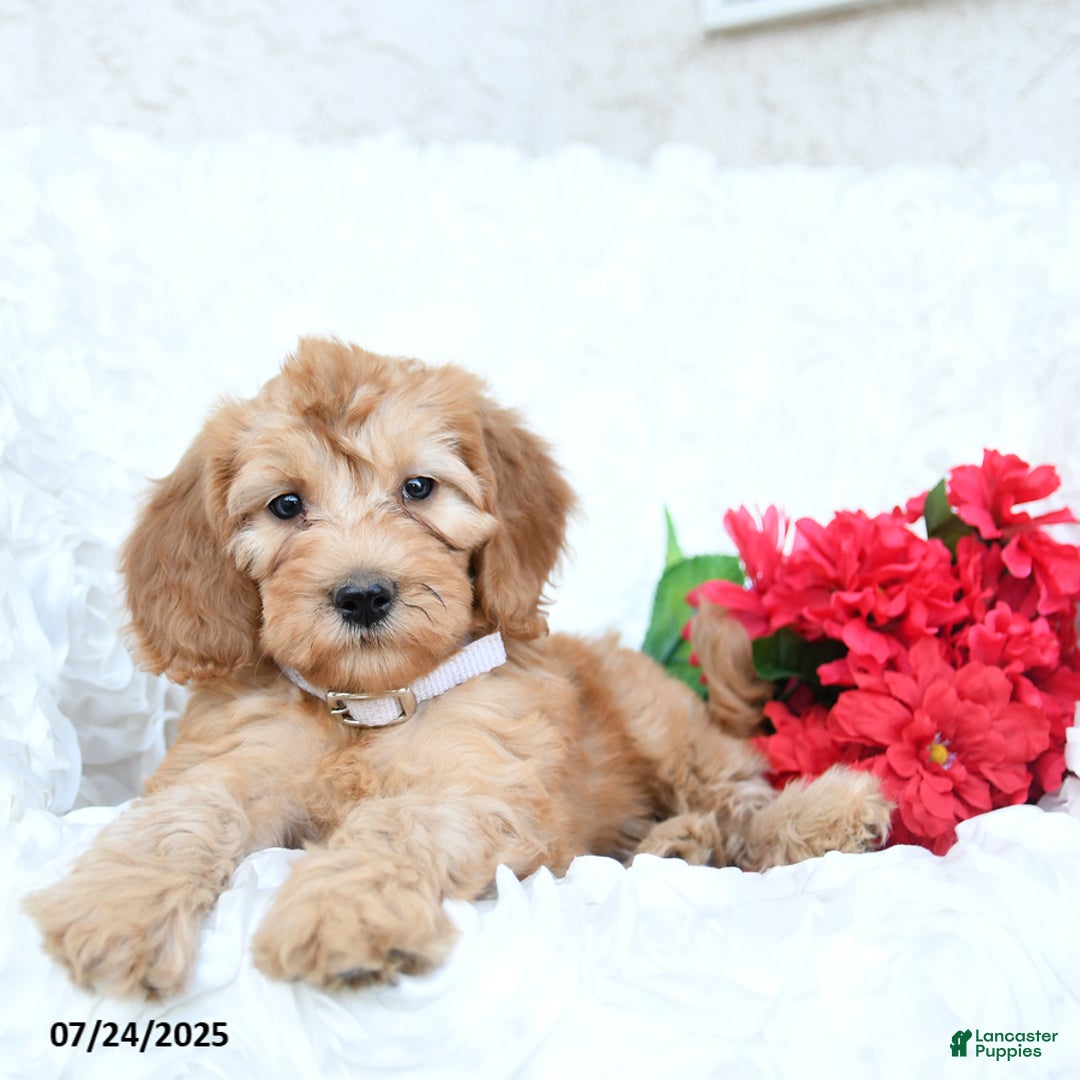 Mini Goldendoodle dogs for sale: Sarah - Image 4